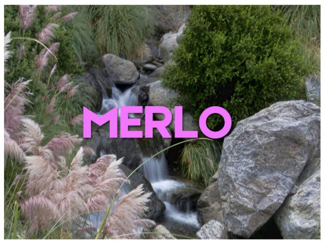 MERLO - 2024